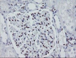 Meis homeobox 3 Antibody (OTI3E12), Novus Biologicals 0.1mL; Unlabeled:Antibodies,
