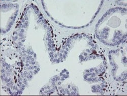Meis homeobox 3 Antibody (OTI3E12), Novus Biologicals 0.1mL; Unlabeled:Antibodies,