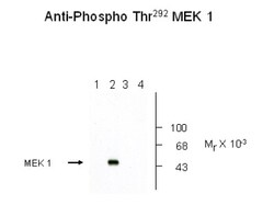 MEK1, p Thr292 Antibody, Novus Biologicals 0.1mL; Unlabeled:Antibodies,