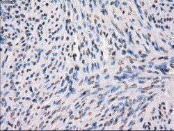 MEK1 Antibody (OTI1F5), Novus Biologicals 0.1mL; Unlabeled:Antibodies,
