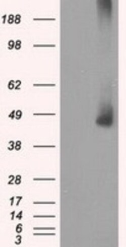 MEK1 Antibody (OTI1F5), Novus Biologicals 0.1mL; Unlabeled:Antibodies,