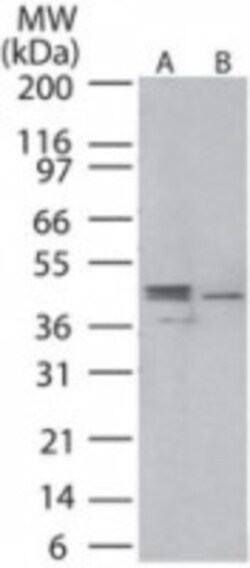 MEK1 Antibody, Novus Biologicals:Antibodies:Primary Antibodies