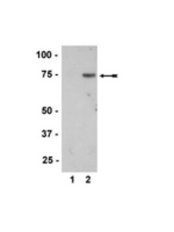 MKK7/MEK7, p Thr277 Antibody, Novus Biologicals 0.025 mL; Unconjugated:Antibodies,