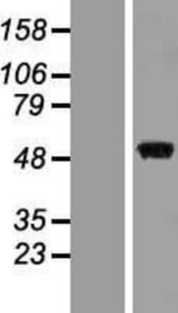 Novus Biologicals&trade;&nbsp;MKK7/MEK7 Overexpression Lysate
