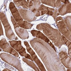 MEL-18 Antibody, Novus Biologicals 25 &mu;L, Unlabeled:Antibodies, Polyclonal