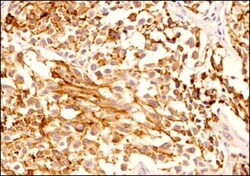Melan-A/MART-1 Antibody (A103) - BSA Free, Novus Biologicals:Antibodies:Primary