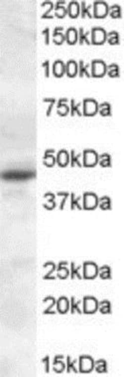 Melatonin R1A/MT1/MTNR1A Antibody, Novus Biologicals 0.1mg; Unlabeled:Antibodies,