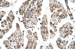 Melusin/ITGB1BP2 Antibody, Novus Biologicals 0.1mg; Unlabeled:Antibodies,