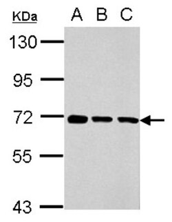 Membralin Antibody, Novus Biologicals 0.1mL; Unlabeled:Antibodies, Polyclonal