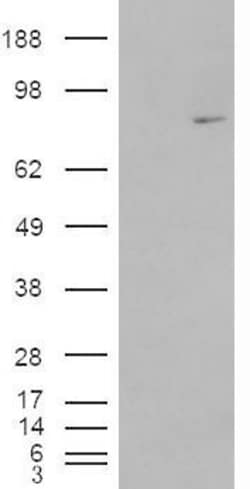 MEPCE Antibody, Novus Biologicals 0.1mg; Unlabeled:Antibodies, Polyclonal
