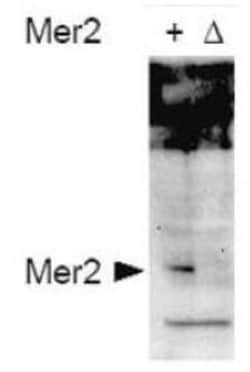 Mer2, p Ser30 Antibody, Novus Biologicals 0.1 mg | Buy Online | Novus Biologicals | Fisher Scientific