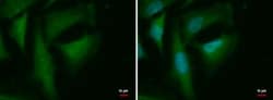 MERIT40/HSPC142 Antibody (2810), Novus Biologicals 0.1mL; Unlabeled:Antibodies,