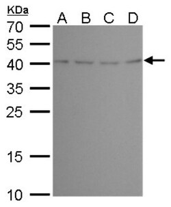 MERIT40/HSPC142 Antibody (2810), Novus Biologicals 0.1mL; Unlabeled:Antibodies,