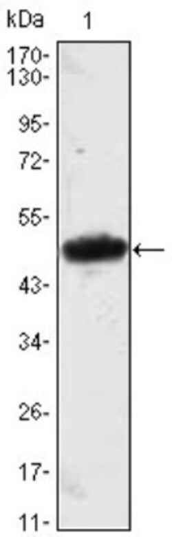 Mesp1 Antibody (1A3), Novus Biologicals 0.025 mL | Buy Online | Novus Biologicals | Fisher Scientific