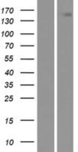 Novus Biologicals&trade;&nbsp;HGFR/c-MET Overexpression Lysate