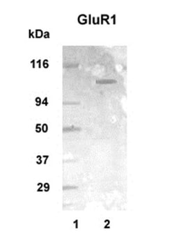 mGluR1 Antibody - BSA Free, Novus Biologicals 0.1 mg; Unconjugated:Antibodies,