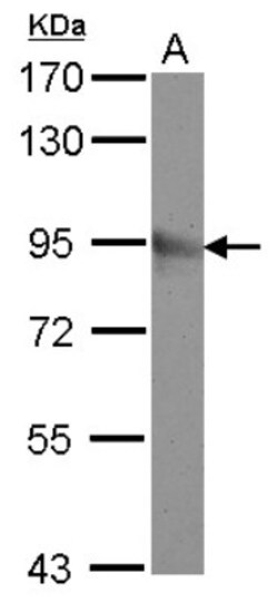 anti-mGluR8, Polyclonal, Novus Biologicals 0.1mL; Unlabeled:Antibodies,