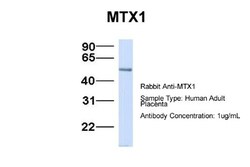 Metaxin 1 Antibody, Novus Biologicals 0.05mg; Unlabeled:Antibodies, Polyclonal