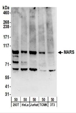 Methionyl tRNA synthetase Antibody, Novus Biologicals 0.1mg; Unlabeled:Antibodies,