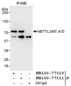 Methyltransferase like 3 Antibody, Novus Biologicals 0.1mL; Unlabeled:Antibodies,