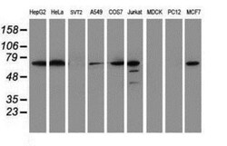 METT10D Antibody (OTI3B5), Novus Biologicals 0.1mL; Unlabeled:Antibodies,