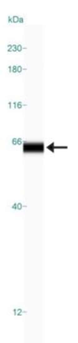 METTL14 Antibody, Novus Biologicals 25 &mu;L; Unlabeled:Antibodies, Polyclonal