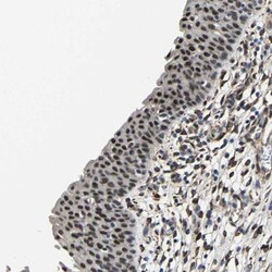 METTL1 Antibody, Novus Biologicals 25 &mu;L | Buy Online | Novus Biologicals | Fisher Scientific