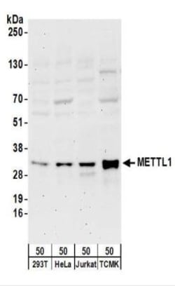 METTL1 Antibody, Novus Biologicals 0.1mg; Unlabeled:Antibodies, Polyclonal