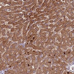 METTL20 Antibody, Novus Biologicals 0.1mL; Unlabeled:Antibodies, Polyclonal