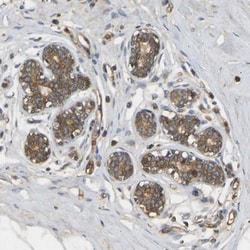 METTL21D Antibody, Novus Biologicals:Antibodies:Primary Antibodies