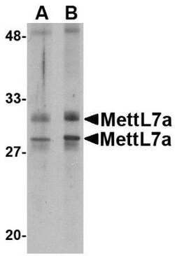 METTL7A Antibody - BSA Free, Novus Biologicals 0.1mg; Unlabeled:Antibodies,
