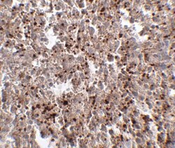 METTL7B Antibody - BSA Free, Novus Biologicals 0.1mg; Unlabeled:Antibodies,
