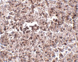 METTL7B Antibody - BSA Free, Novus Biologicals 0.025 mg, Unconjugated:Antibodies,