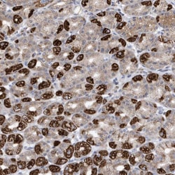 METTL8 Antibody, Novus Biologicals:Antibodies:Primary Antibodies