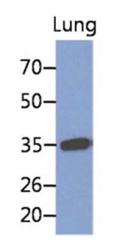 MFAP4 Antibody (12D11) - BSA Free, Novus Biologicals 100&mu;L; Unlabeled:Antibodies,