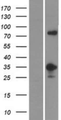 Novus Biologicals&trade;&nbsp;MFF Overexpression Lysate