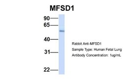 MFSD1 Antibody, Novus Biologicals:Antibodies:Primary Antibodies