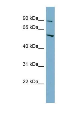 MFSD1 Antibody, Novus Biologicals:Antibodies:Primary Antibodies