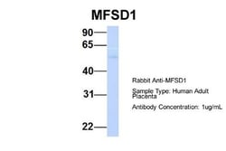 MFSD1 Antibody, Novus Biologicals:Antibodies:Primary Antibodies