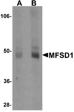 MFSD1 Antibody - BSA Free, Novus Biologicals 0.025 mg, Unconjugated:Antibodies,