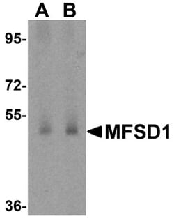 MFSD1 Antibody - BSA Free, Novus Biologicals 0.025 mg, Unconjugated:Antibodies,