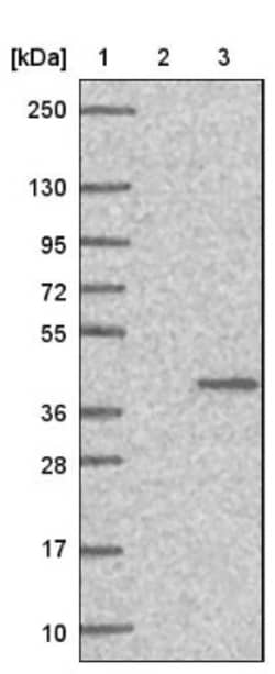 MFSD5 Antibody, Novus Biologicals:Antibodies:Primary Antibodies