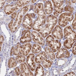MFSD7 Antibody, Novus Biologicals 0.1mL; Unlabeled:Antibodies, Polyclonal