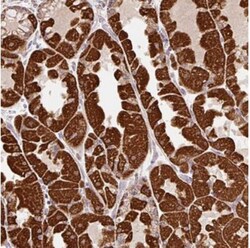 MFSD9 Antibody, Novus Biologicals 25 &mu;L, Unlabeled:Antibodies, Polyclonal