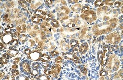 MGC16471 Antibody, Novus Biologicals:Antibodies:Primary Antibodies