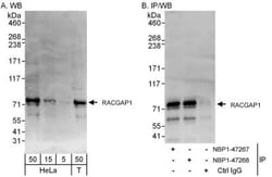 MgcRacGAP/RACGAP1 Antibody, Novus Biologicals 0.1mg; Unlabeled:Antibodies,
