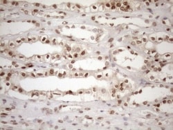 MGMT Antibody (OTI4F9), Novus Biologicals 0.1 mL | Buy Online | R&D Systems | Fisher Scientific