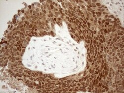 MGMT Antibody (OTI4F9), Novus Biologicals 0.1 mL | Buy Online | R&D Systems | Fisher Scientific