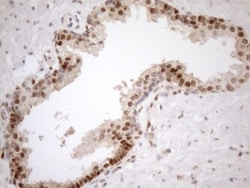 MGMT Antibody (OTI4F9), Novus Biologicals 0.1 mL | Buy Online | R&D Systems | Fisher Scientific