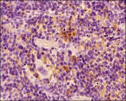 MHC Class II RT1B Antibody (OX-6) - BSA Free, Novus Biologicals 0.05mg;